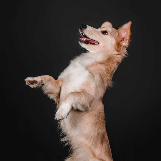 Puppy standing up