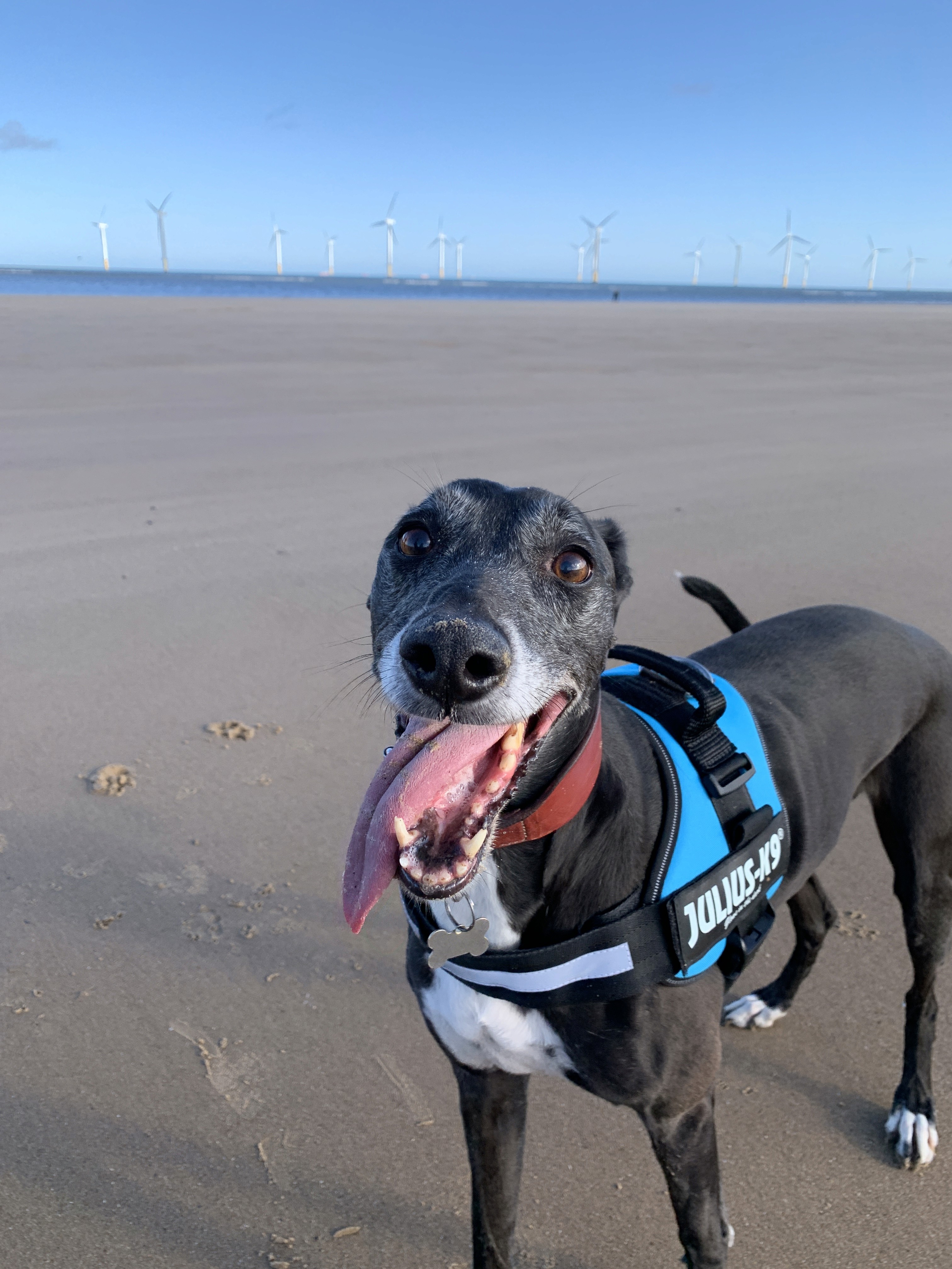 Circular image of a black and white greyhound with a happy expression and tongue hanging out. They have a blue harness and are stood in a sunny beach