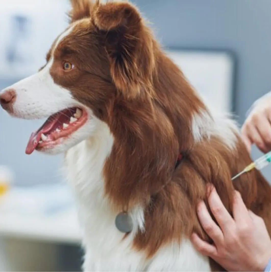 Imagem do serviço veterinário Vacinação