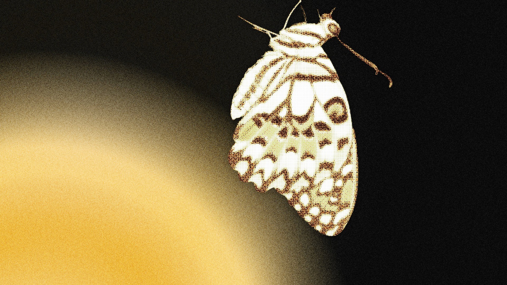 Schmetterling - als bildliche Metapher für das Angebot Futures Lab