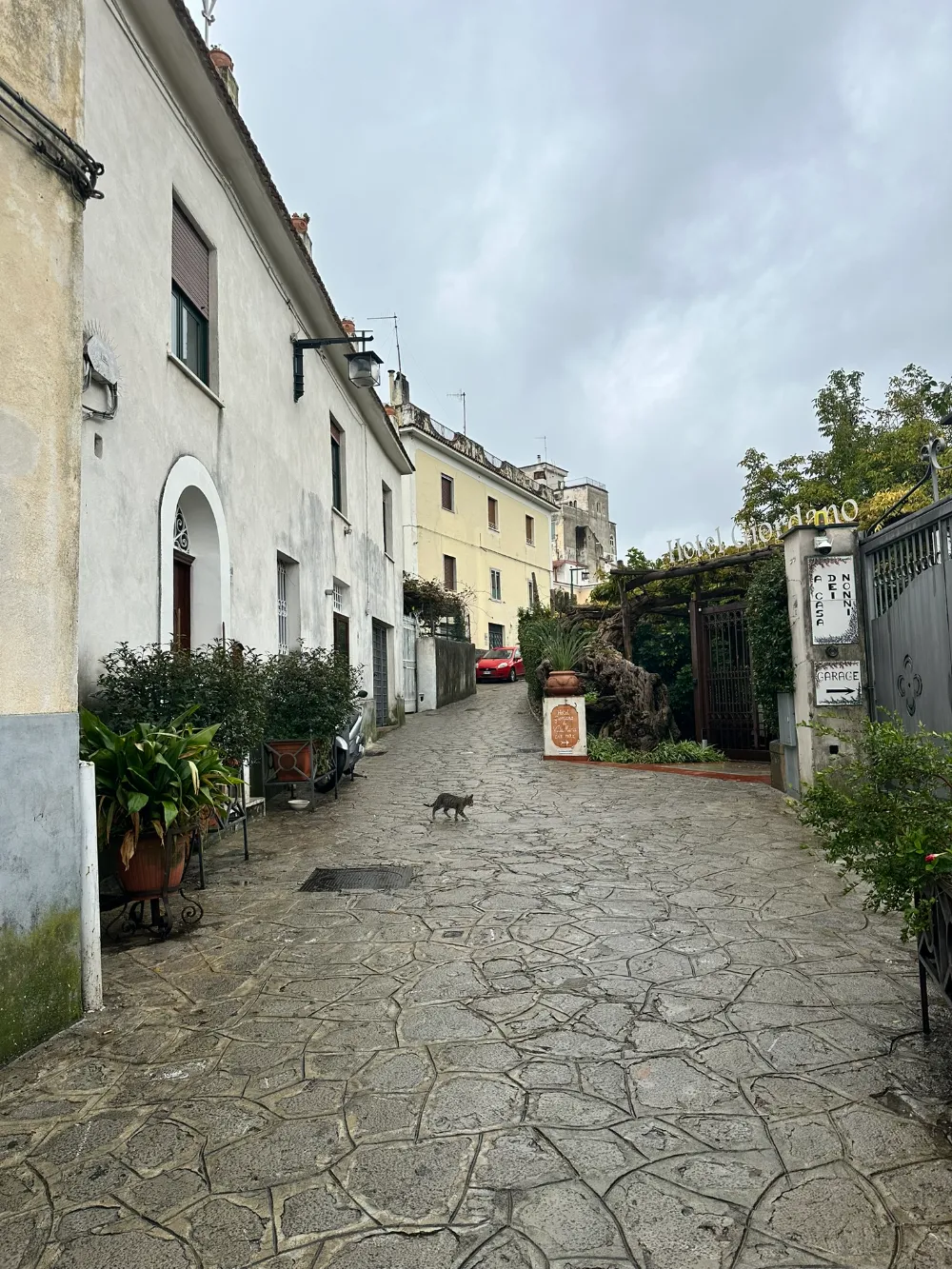 A quiet stone-paved lane in Ravello with potted plants and a cat crossing.