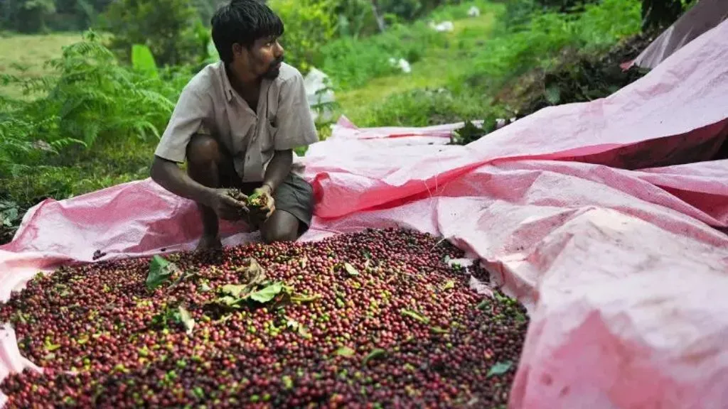 Nagaland Coffee Plantations.webp