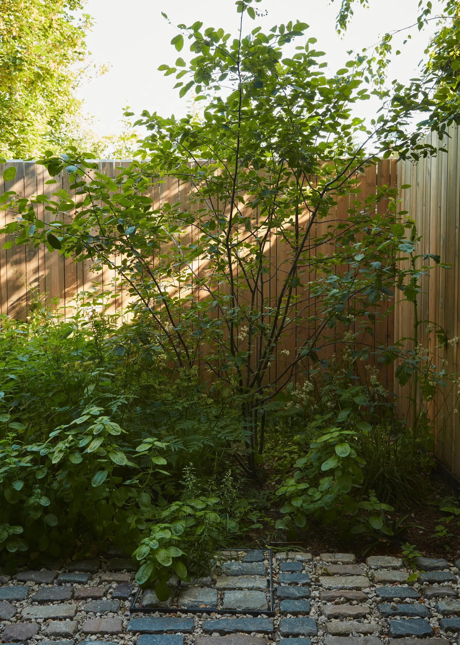 A lush garden scene with green plants and a wooden fence bathed in soft sunlight. Stone path visible in foreground.