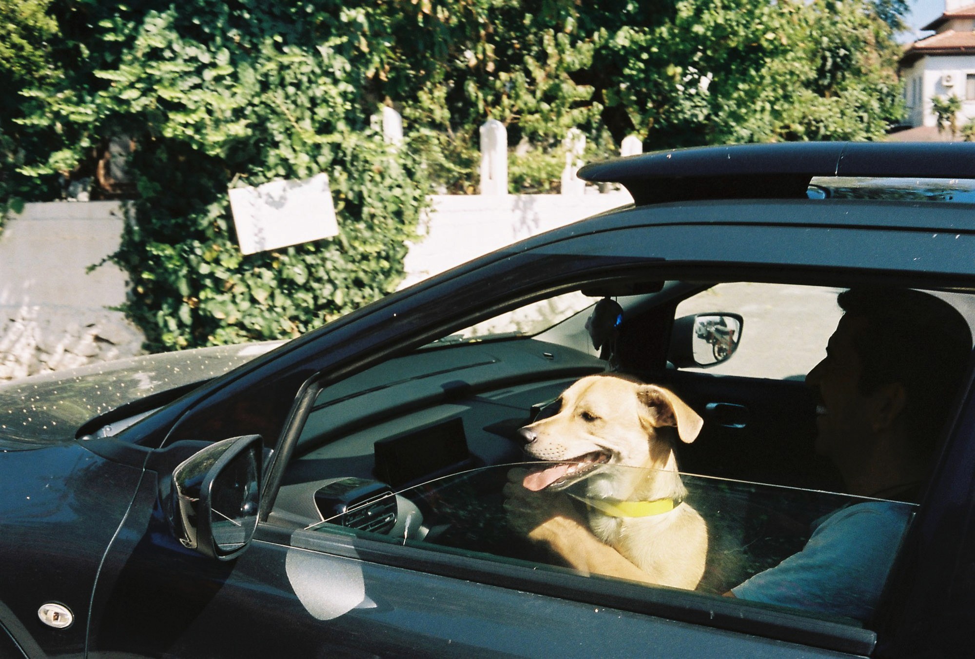 A happy dog with its tongue out sits on the lap of a person driving a black car, with lush green foliage and a white fence visible in the background.