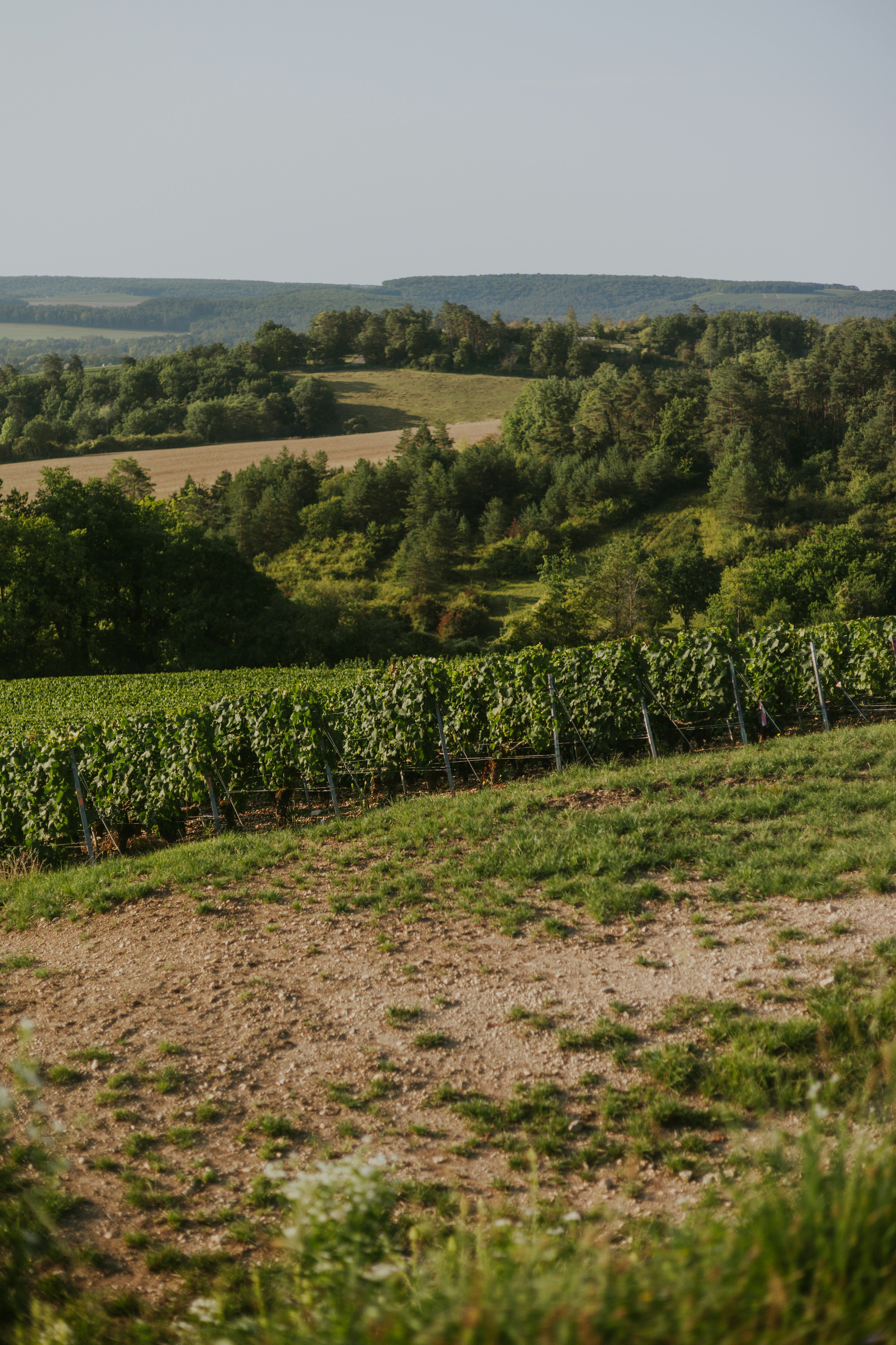 Rolling green hills with a vineyard in foreground