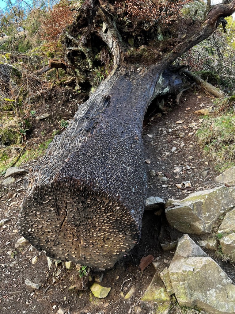 A fallen tree filled with coins that people have hammered into it at Tarn Hows.