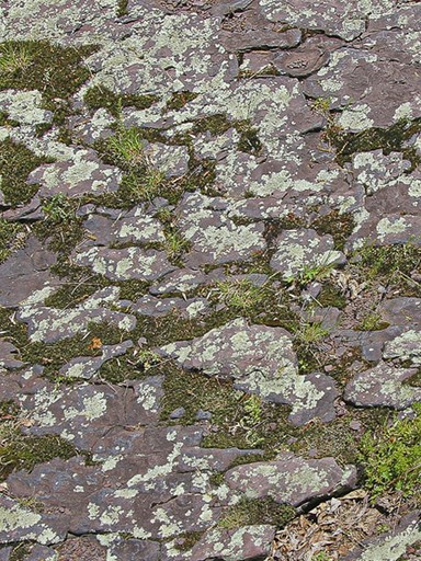 Close-up photograph of a rocky surface dotted with pale gray lichen and patches of green moss. The irregular shapes, cracks, and earthy tones form a natural mosaic shaped by weathering and slow organic growth.