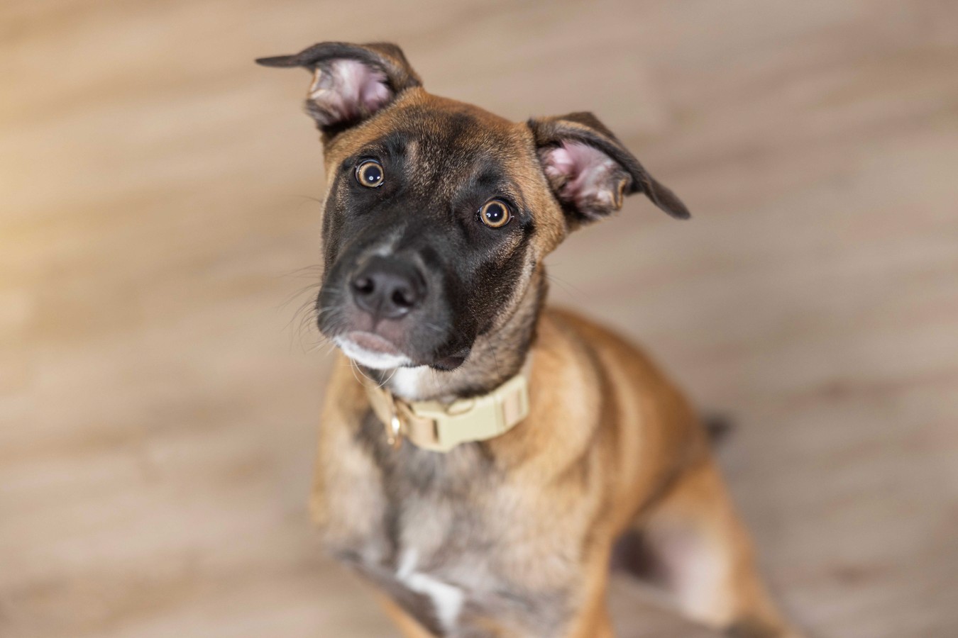 Tan and black staffy-x dog sitting on floorboards
