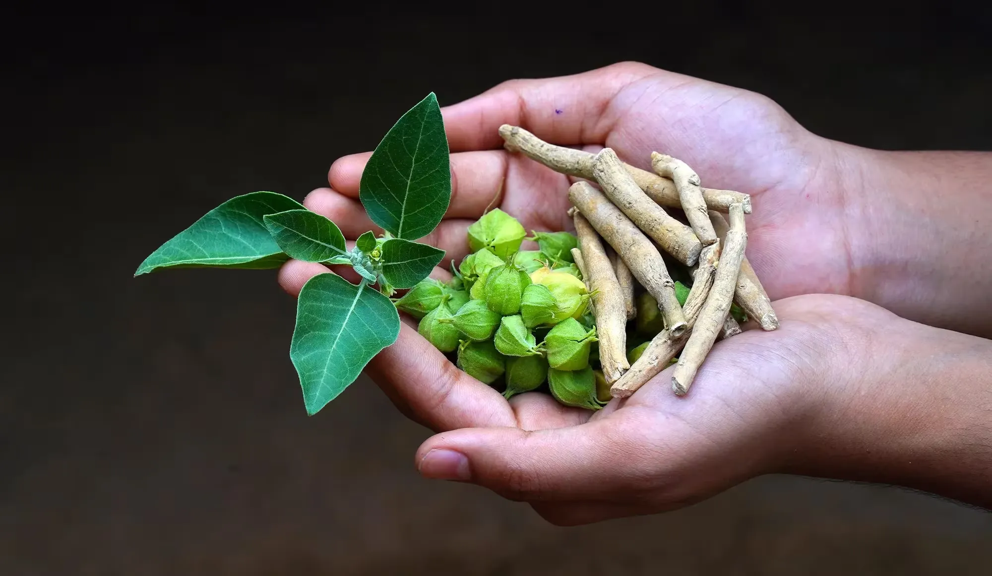 Ashwagandha in human's hands
