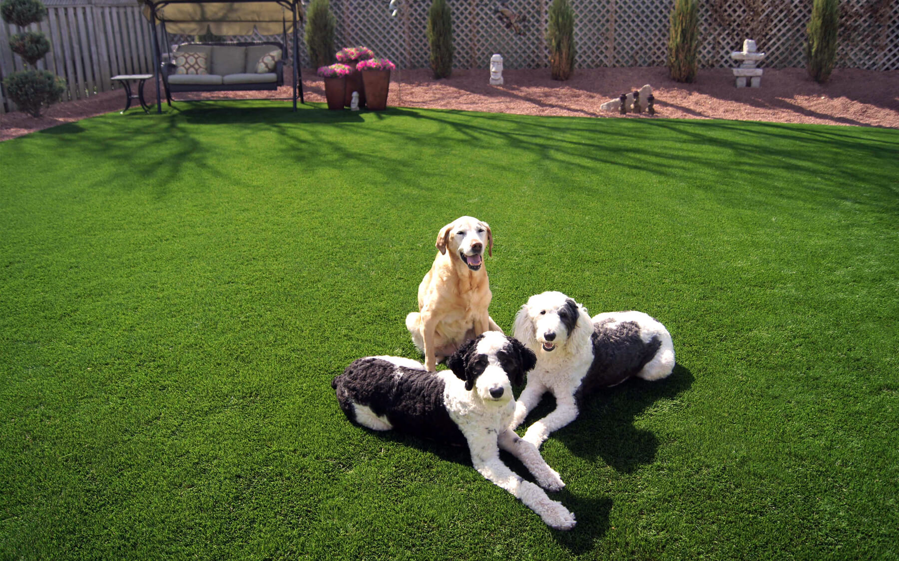 A trio of dogs relaxing on vibrant AGL Grass artificial turf in a backyard.