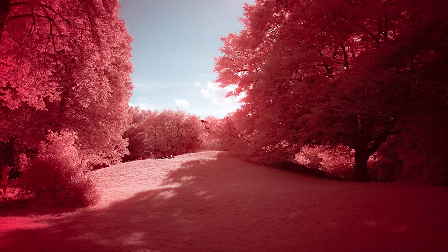 Infrared image of trees and grass against the sky with foliage looking bright red