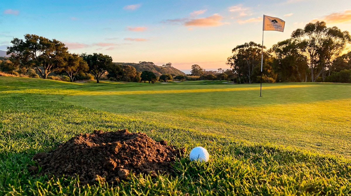 green and white leaf plant