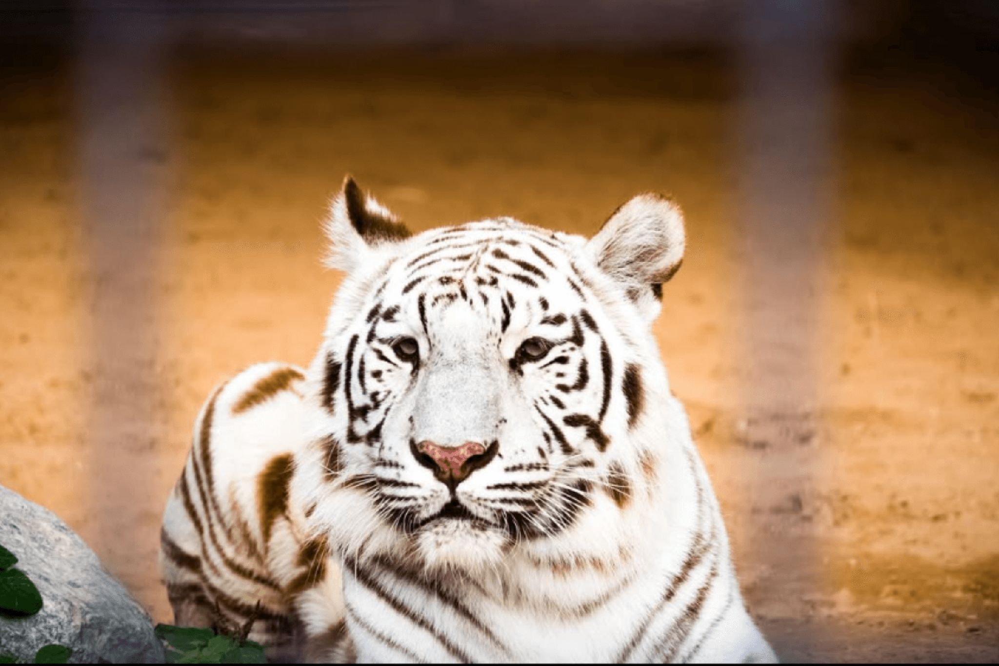 A white tiger with distinct dark stripes is resting on the sandy ground in UAQ Zoo.