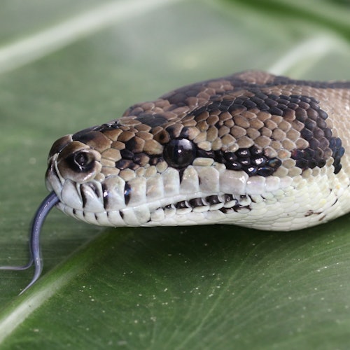 ภาพระยะใกล้ของหัวงูที่แลบลิ้นอยู่บนใบไม้สีเขียวขนาดใหญ่