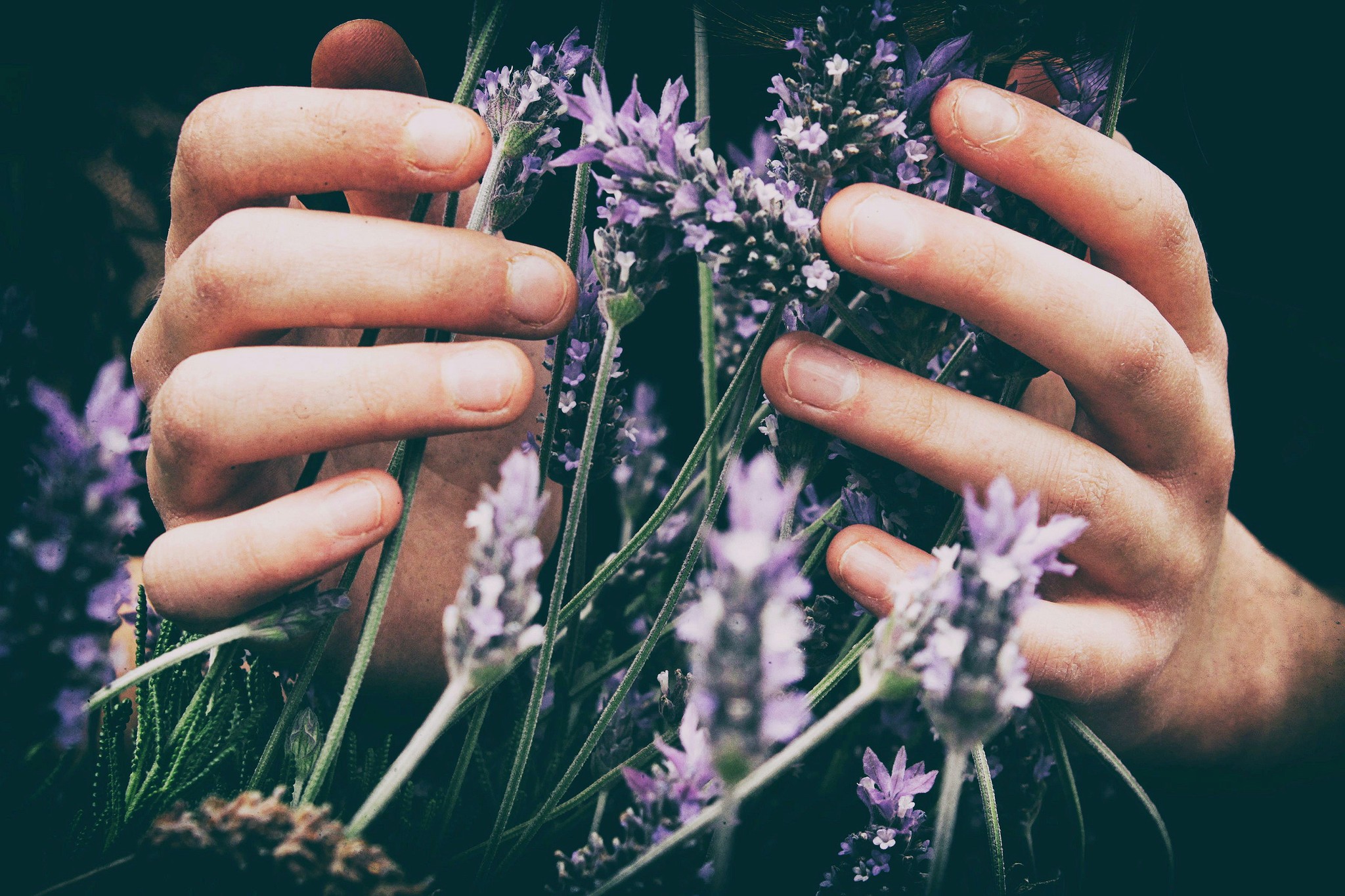 manos abrazando lavanda