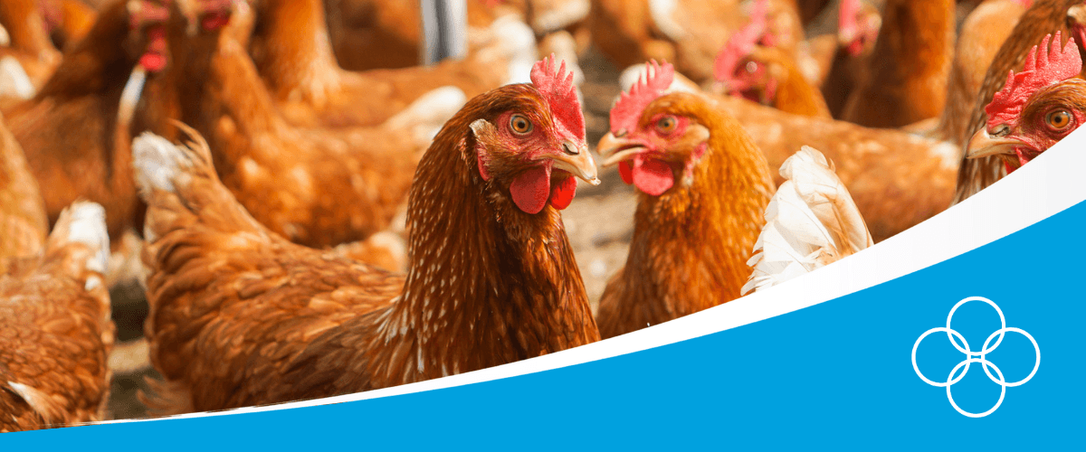 Laying hens