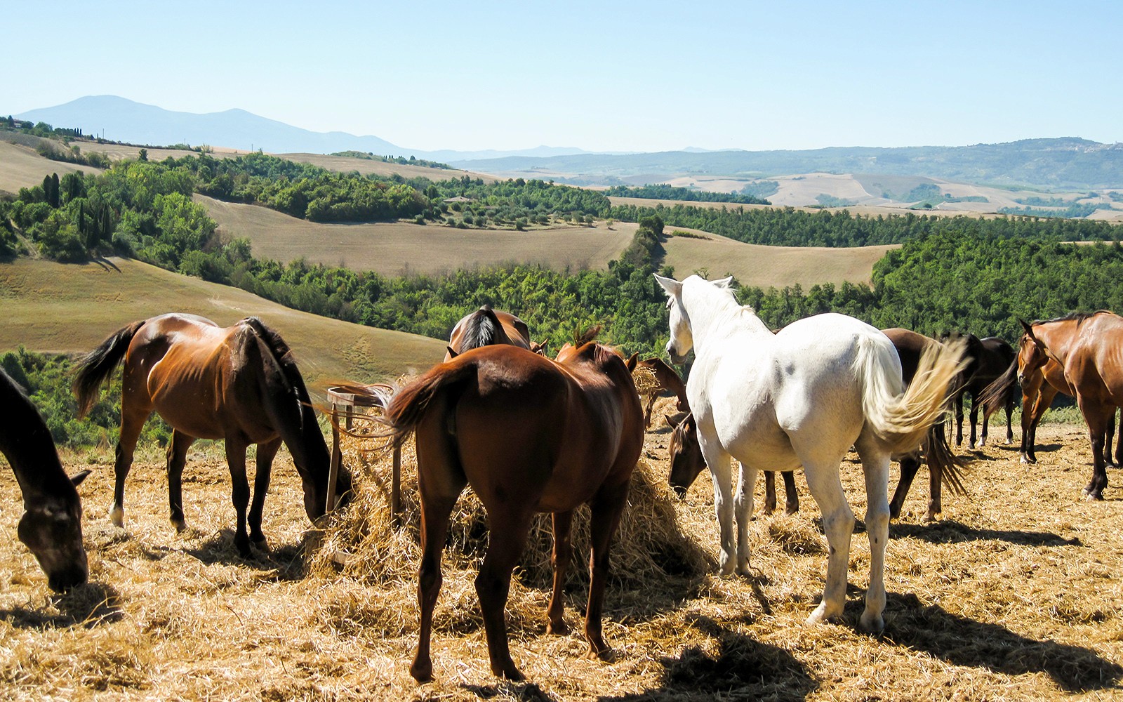 Horses grazing in the Tuscan countryside near Siena, Italy.