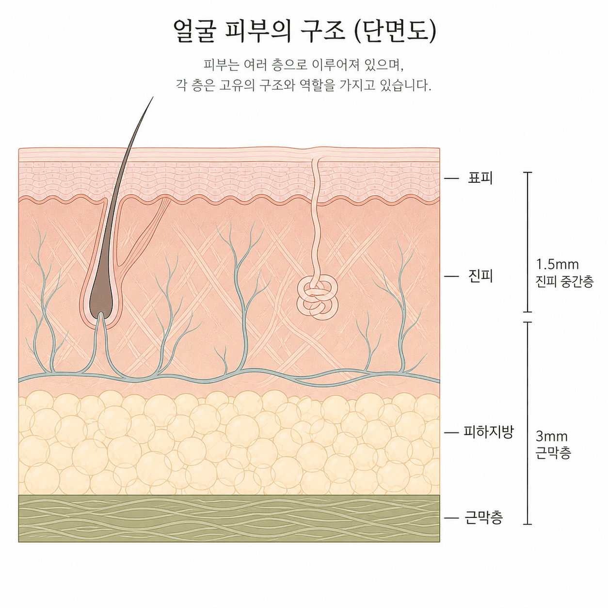표피부터 근막층까지, 장비마다 겨냥하는 깊이가 달라요