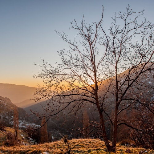 日落时,一棵无叶的树立在青草坡上,背景是连绵的群山。