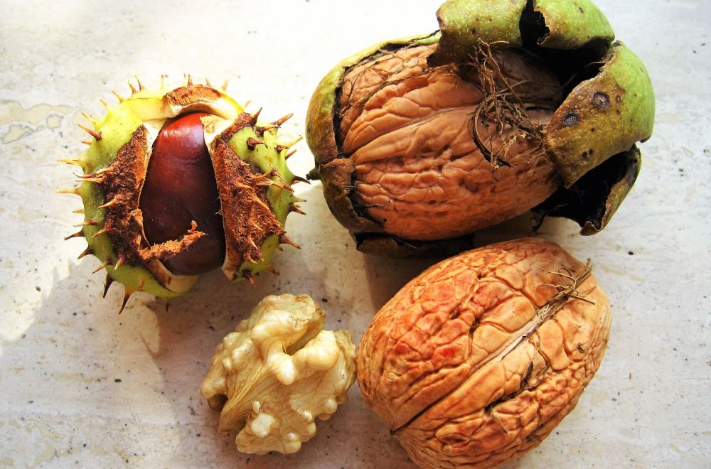 Noci e castagne