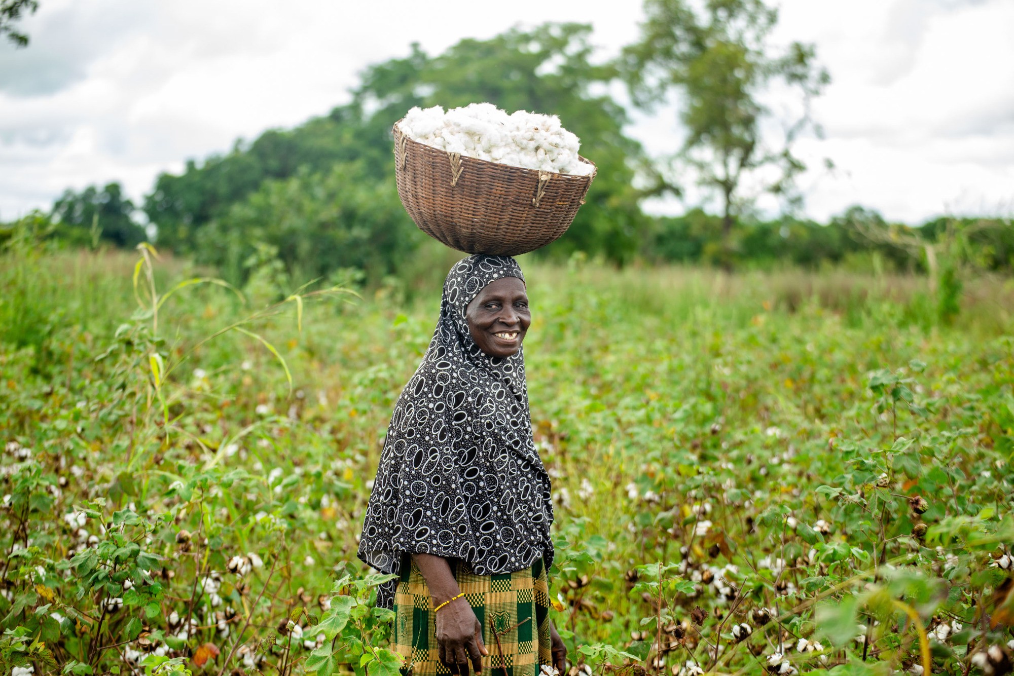 A cotton farmer carrying a basket of picked cotton through her field