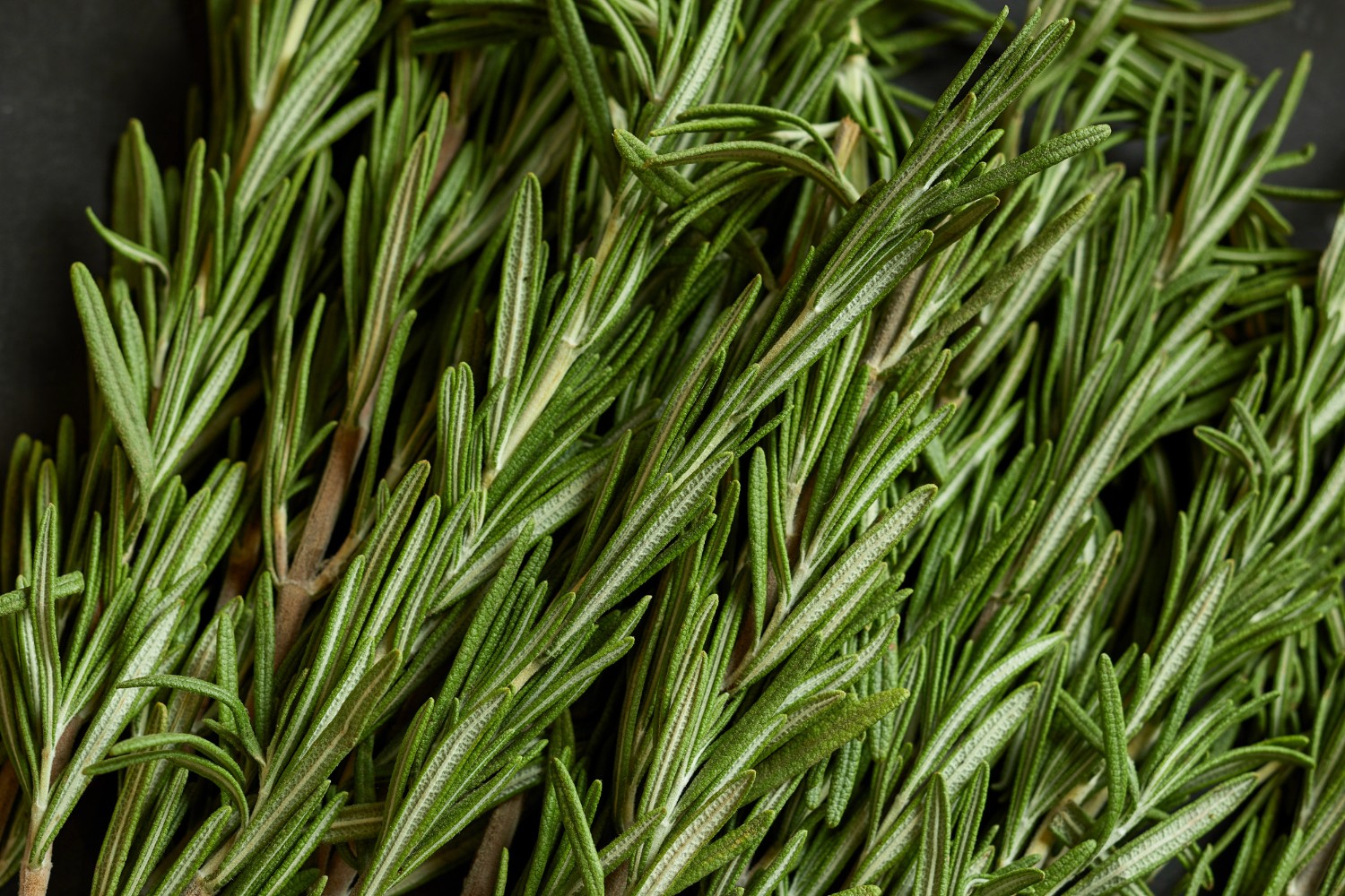 Rosemary