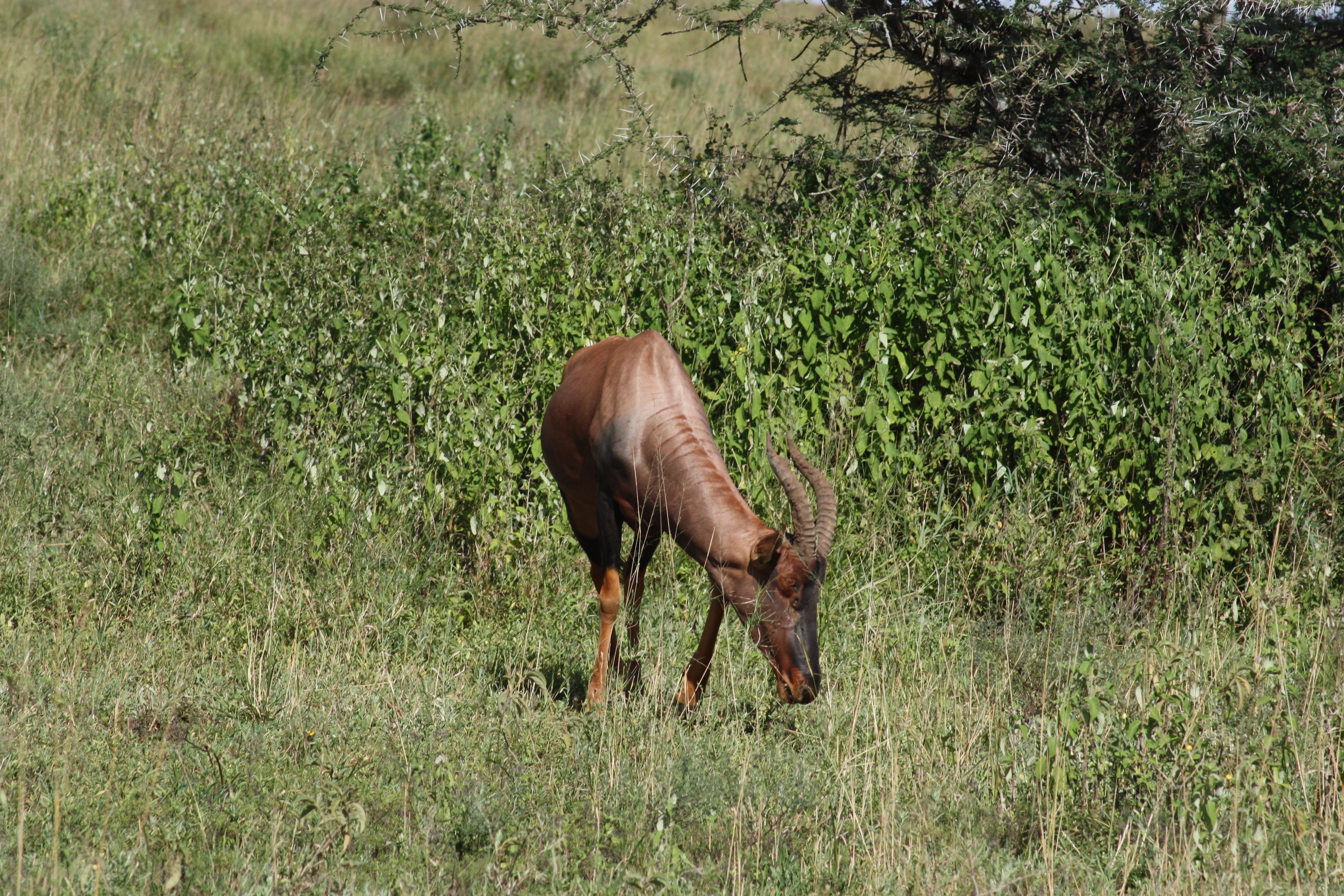The fastest land animal on the grasslands