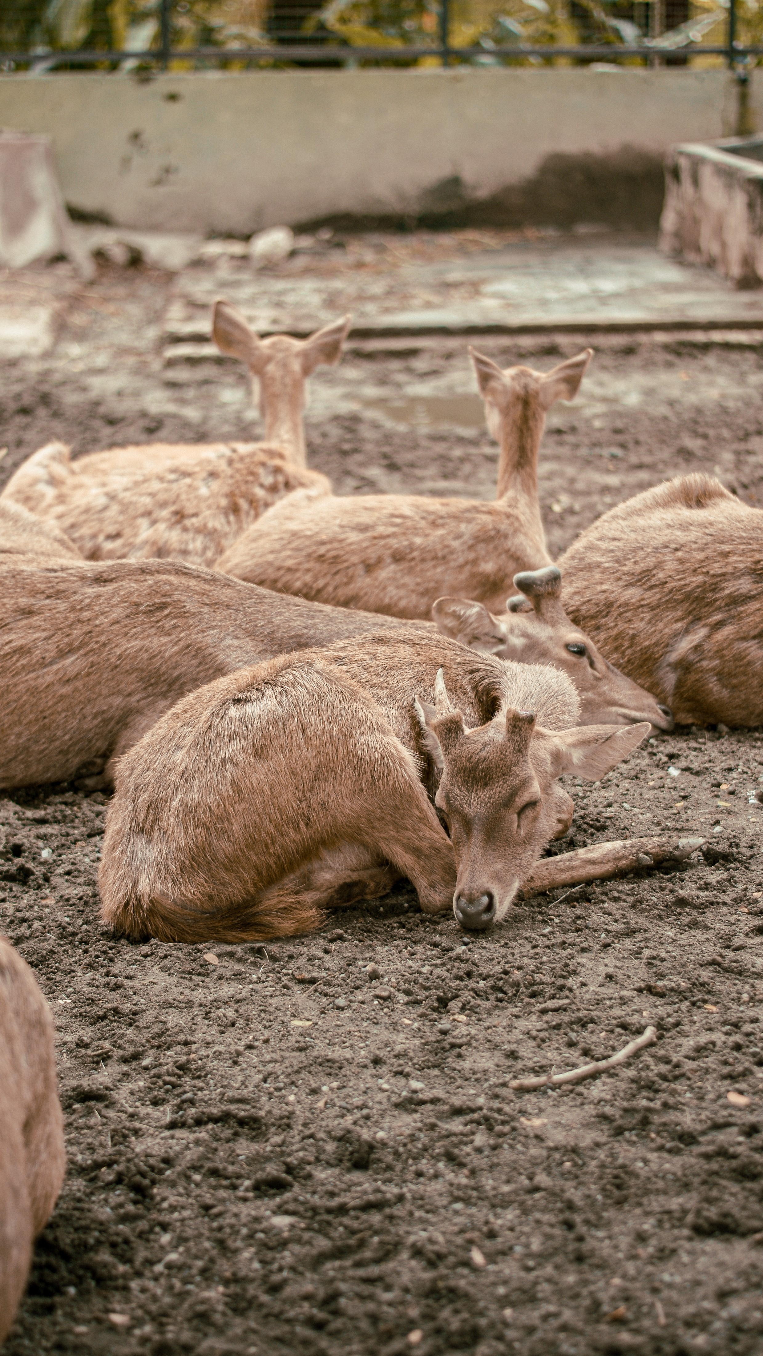 Mouse Deer at Surabaya Zoo