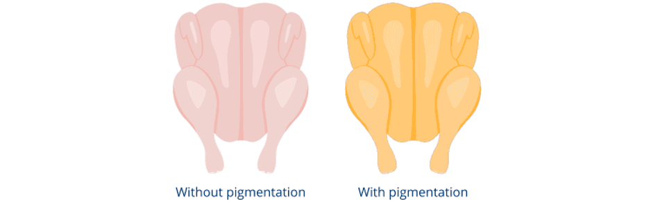 Broiler Skin Pigments