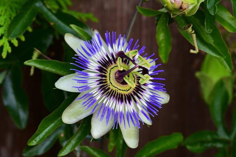 Passiflora