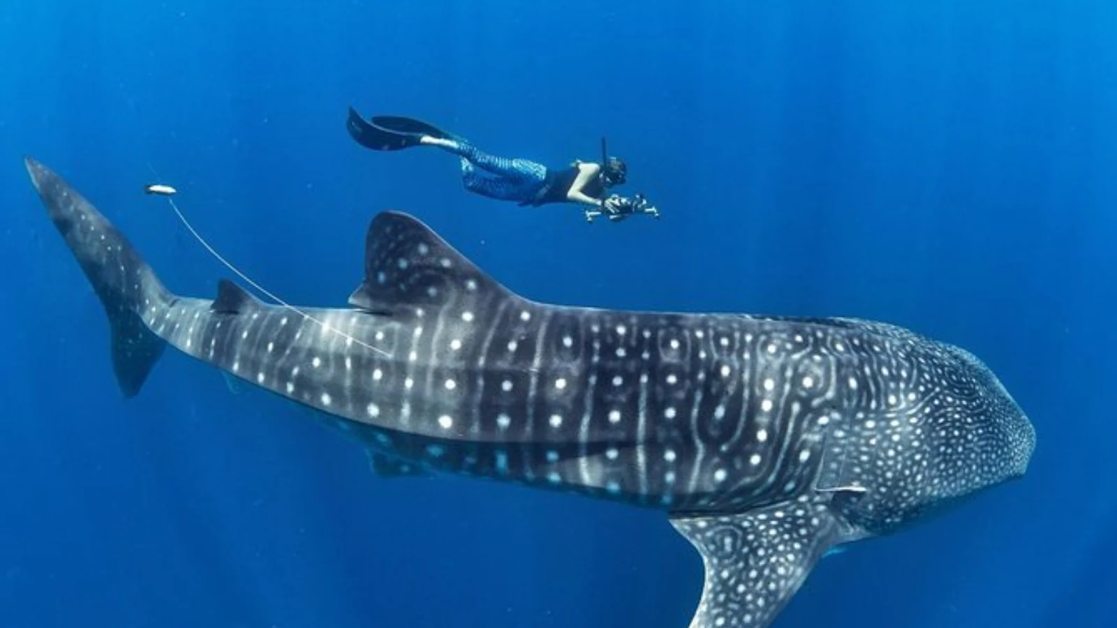 Cebu - Whale Sharks and Sardines