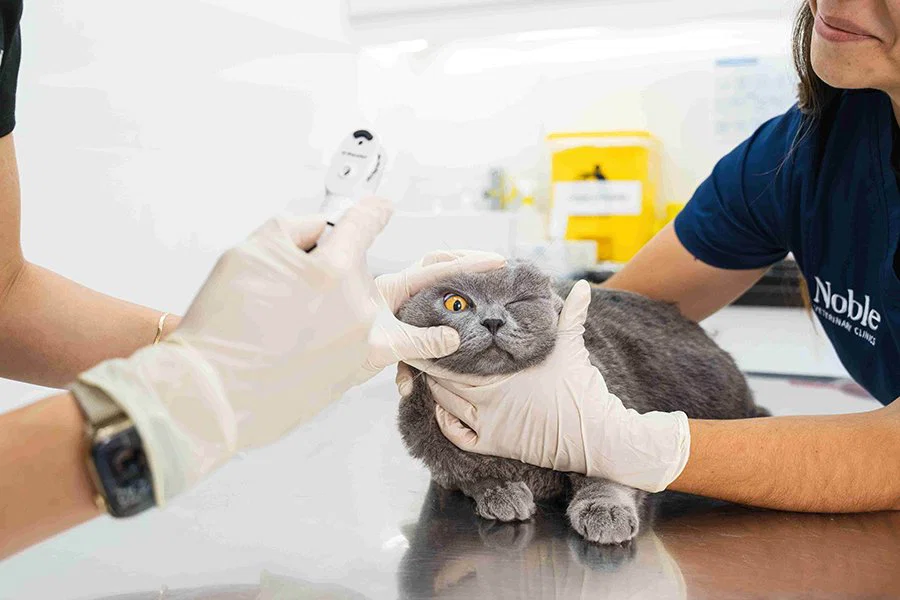 A cat is being treated by two pet eye specialists inside the clinic.