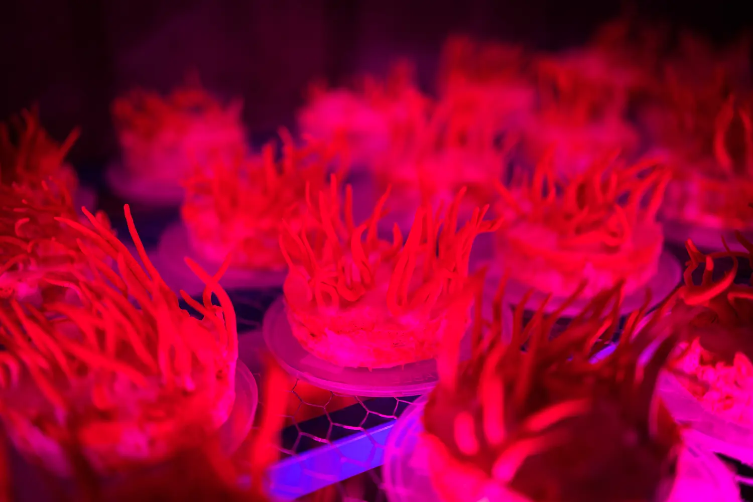 A vibrant display of pink and purple lights creating a dynamic, energetic atmosphere.