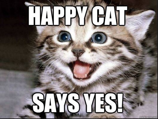 new year's resolution avoid cats