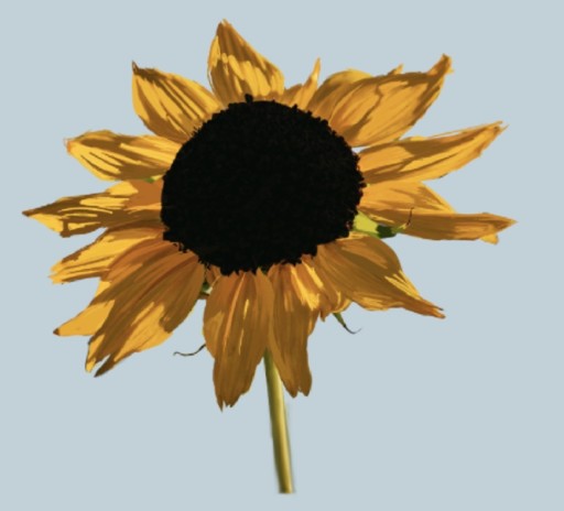 A single sunflower with curling, uneven petals, flower drawing by silver-gild