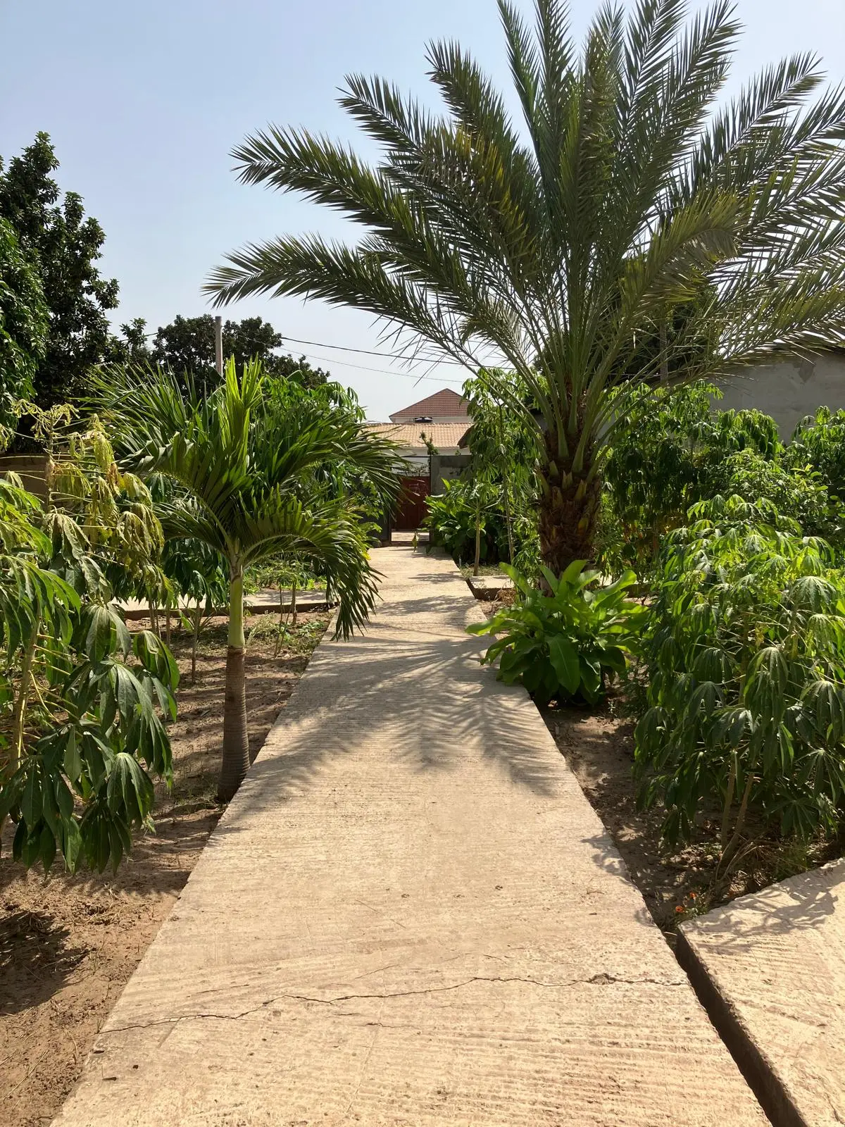 A sunlit pathway surrounded by lush greenery and a tall palm tree, leading into a peaceful garden.