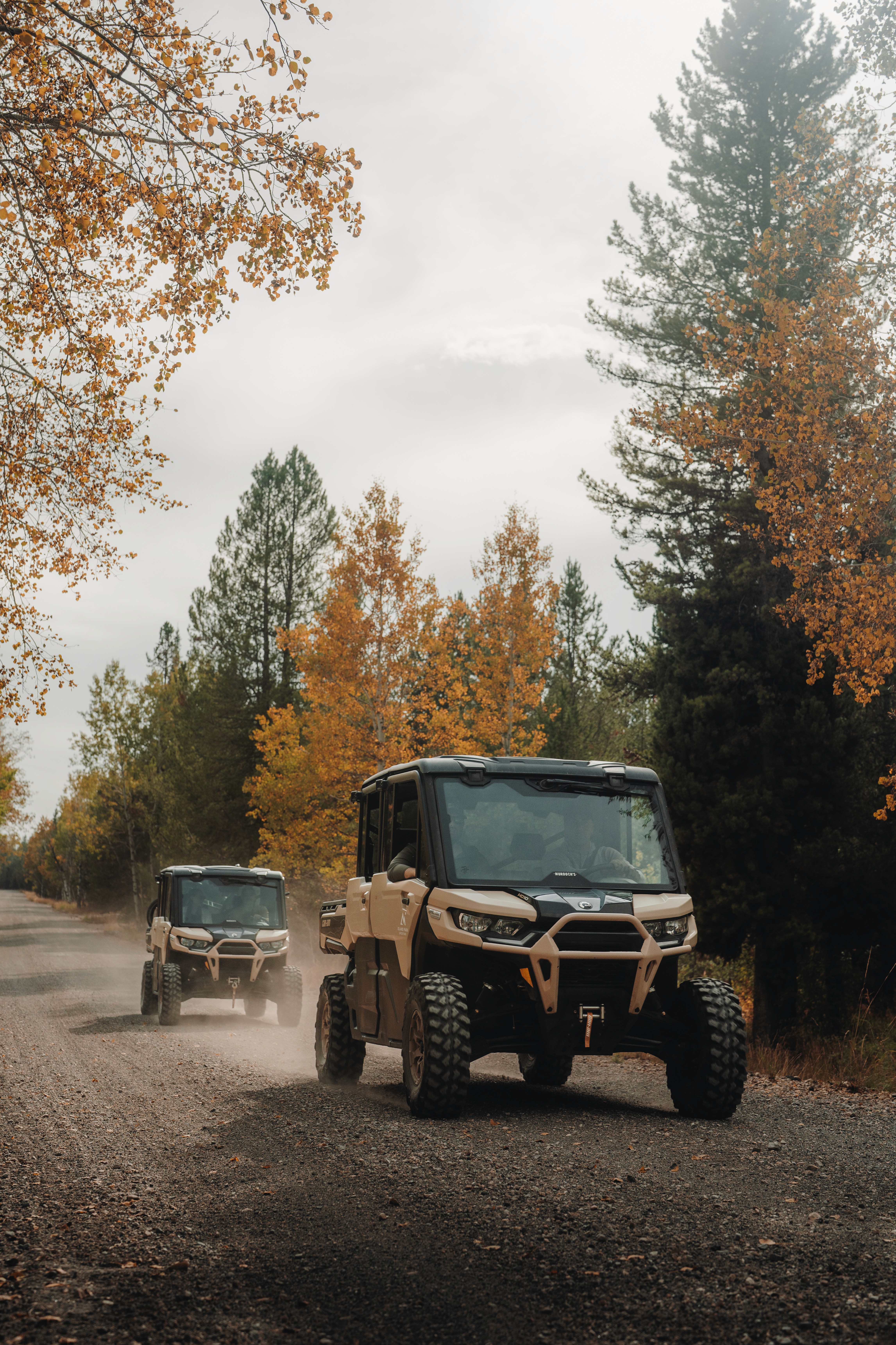 brown van under the tree during sunset