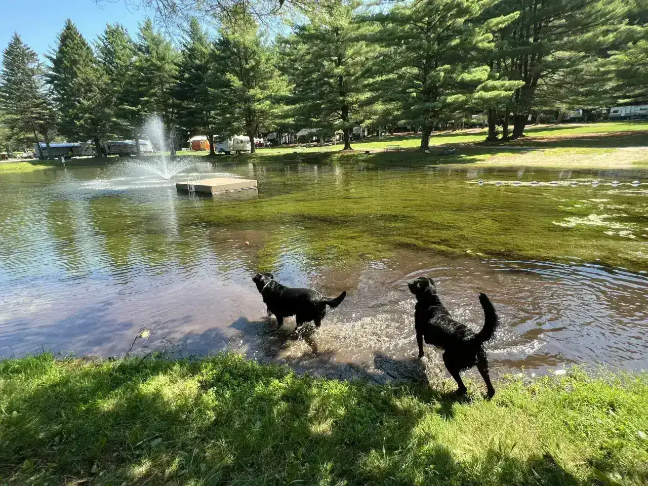 Two black dogs playing in the water at the edge of the pond with a fountain at Pine Hollow Campground, one of the best pet-friendly campgrounds in Southern VT.