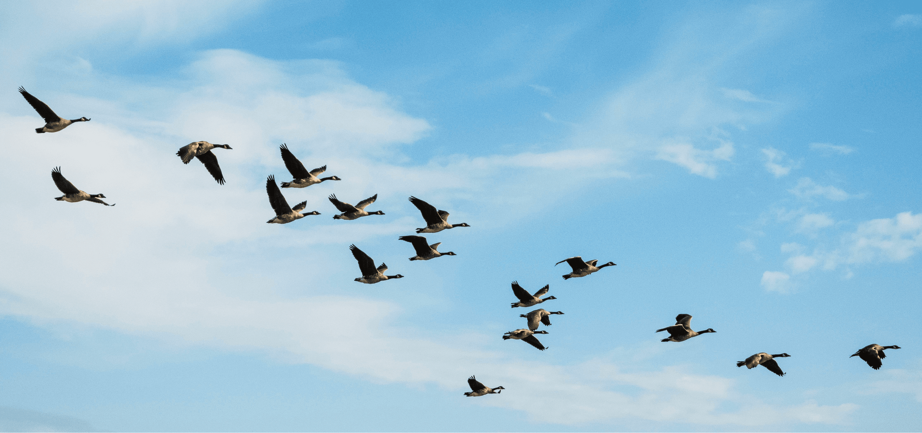 Flock of birds flying in V