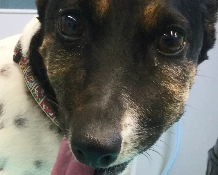 Nahaufnahme eines kleinen Hundes mit herausgestreckter Zunge.
