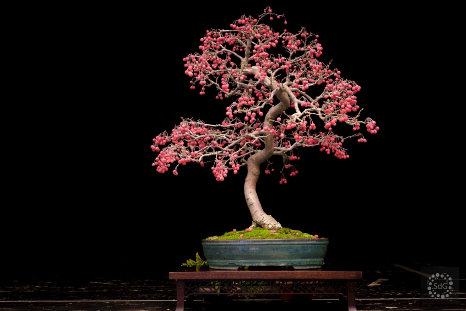 bonsai boom