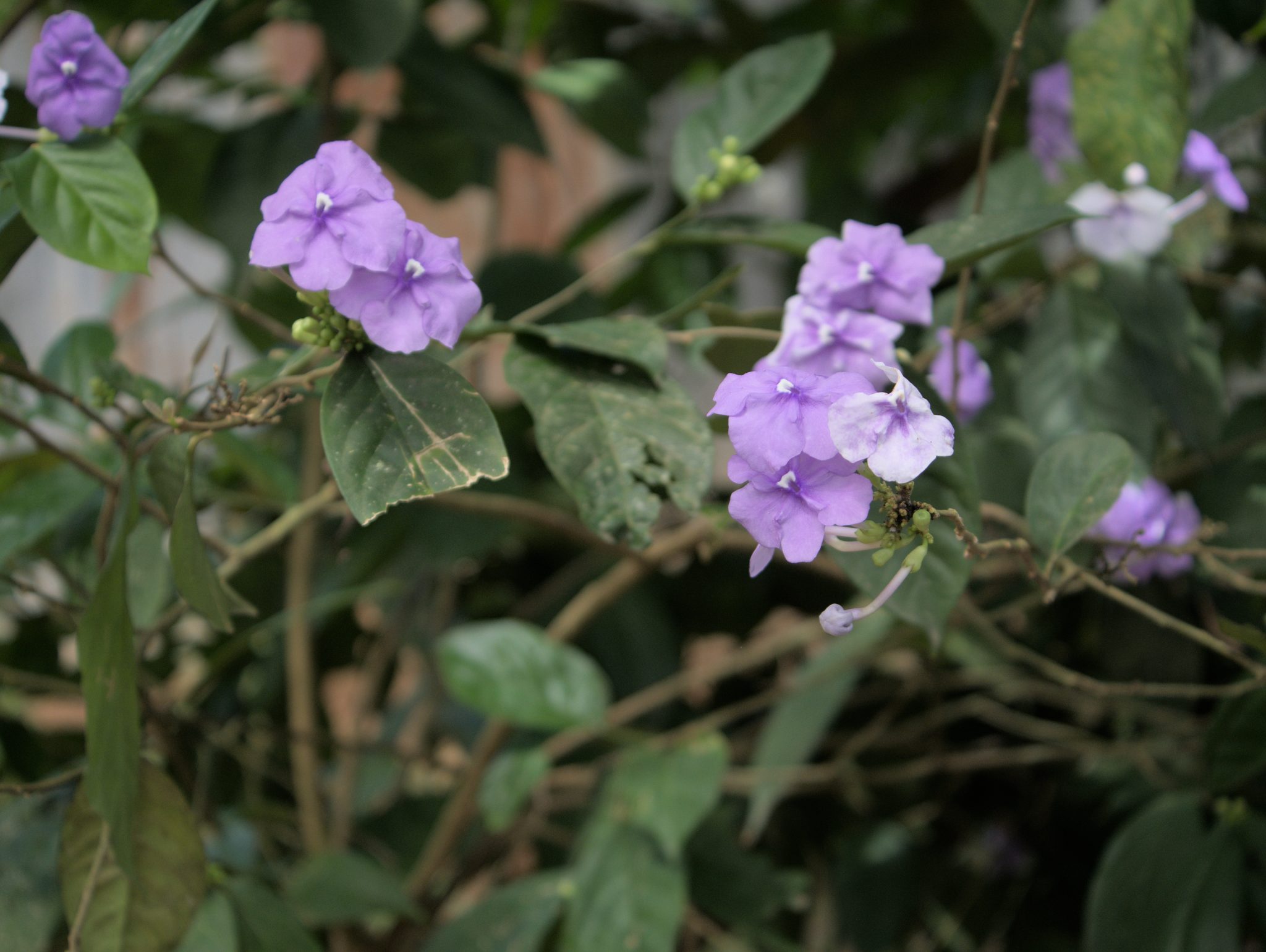 Chiric Sanango Master Plant Dieta