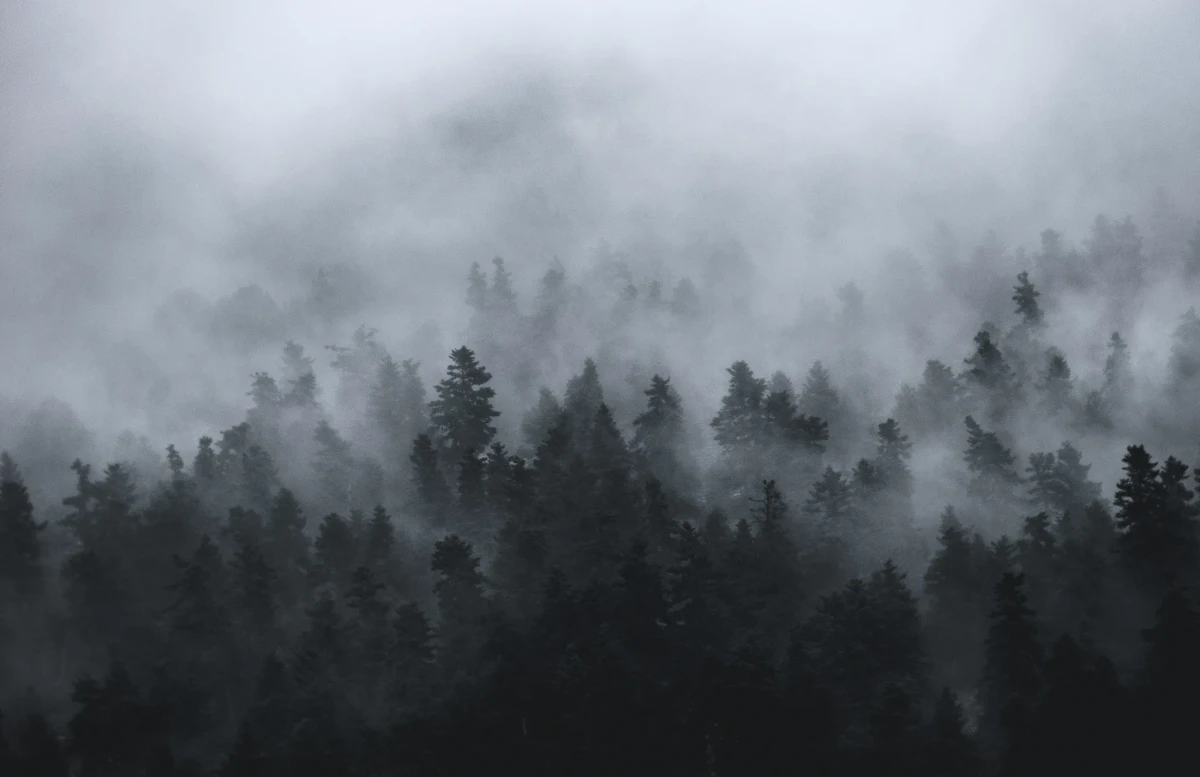 Pines in low cloud