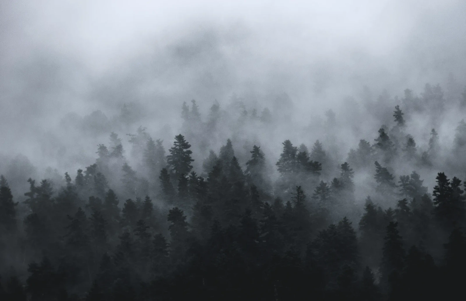 Pines in low cloud
