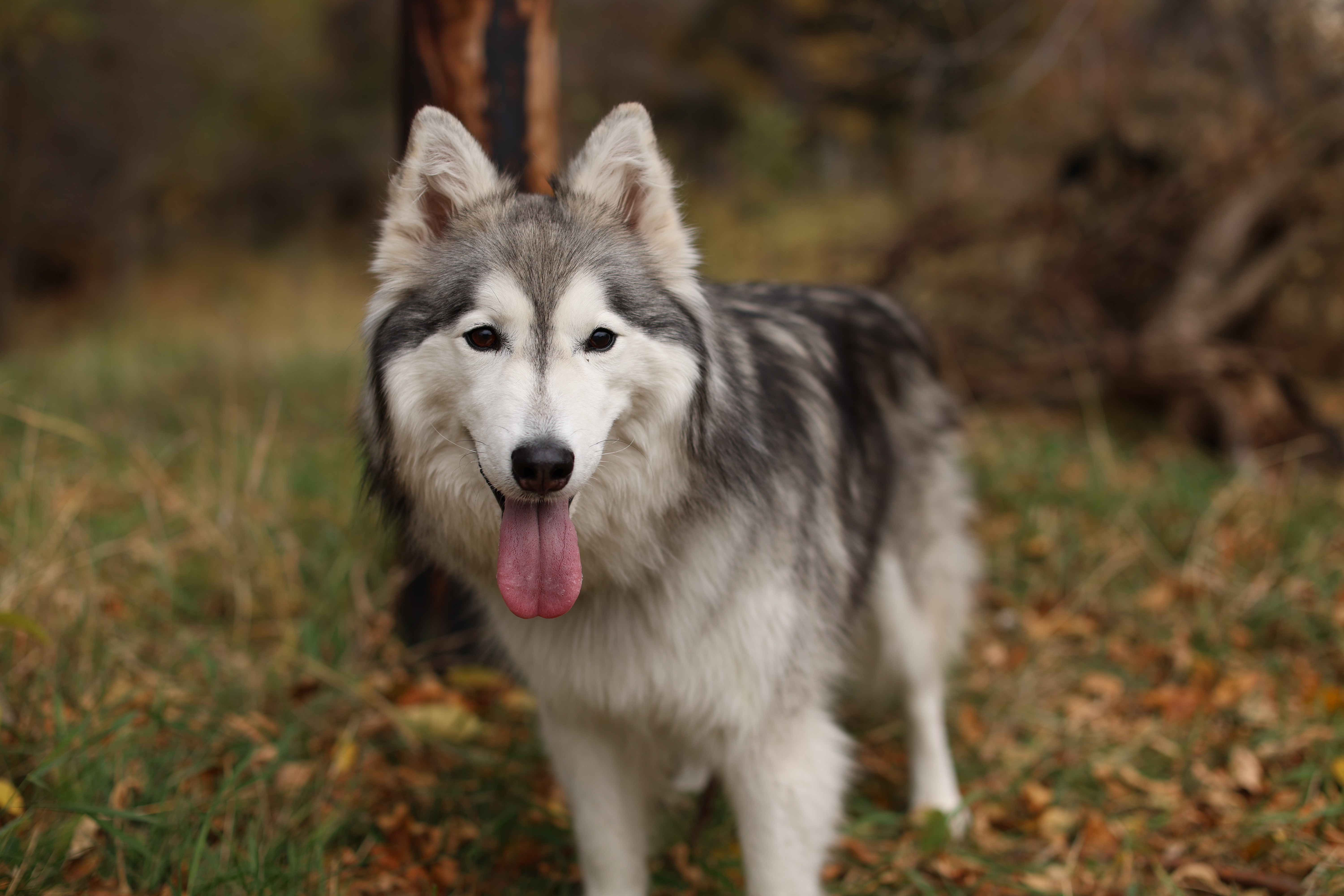 a black man portrait