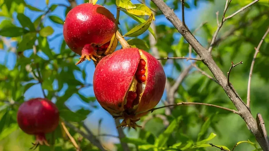 Pomegranate Trees (Punica granatum).webp