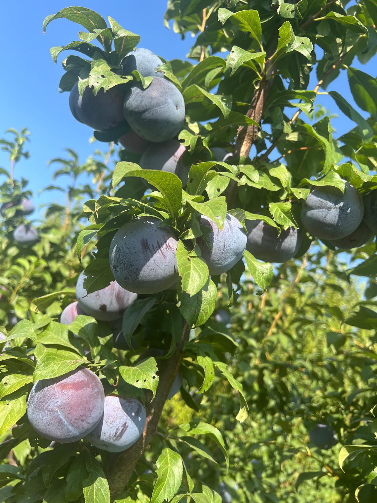 Blue plums on branch, high-quality stone fruit harvest.