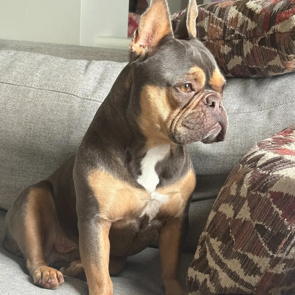 Angus the French Bulldog