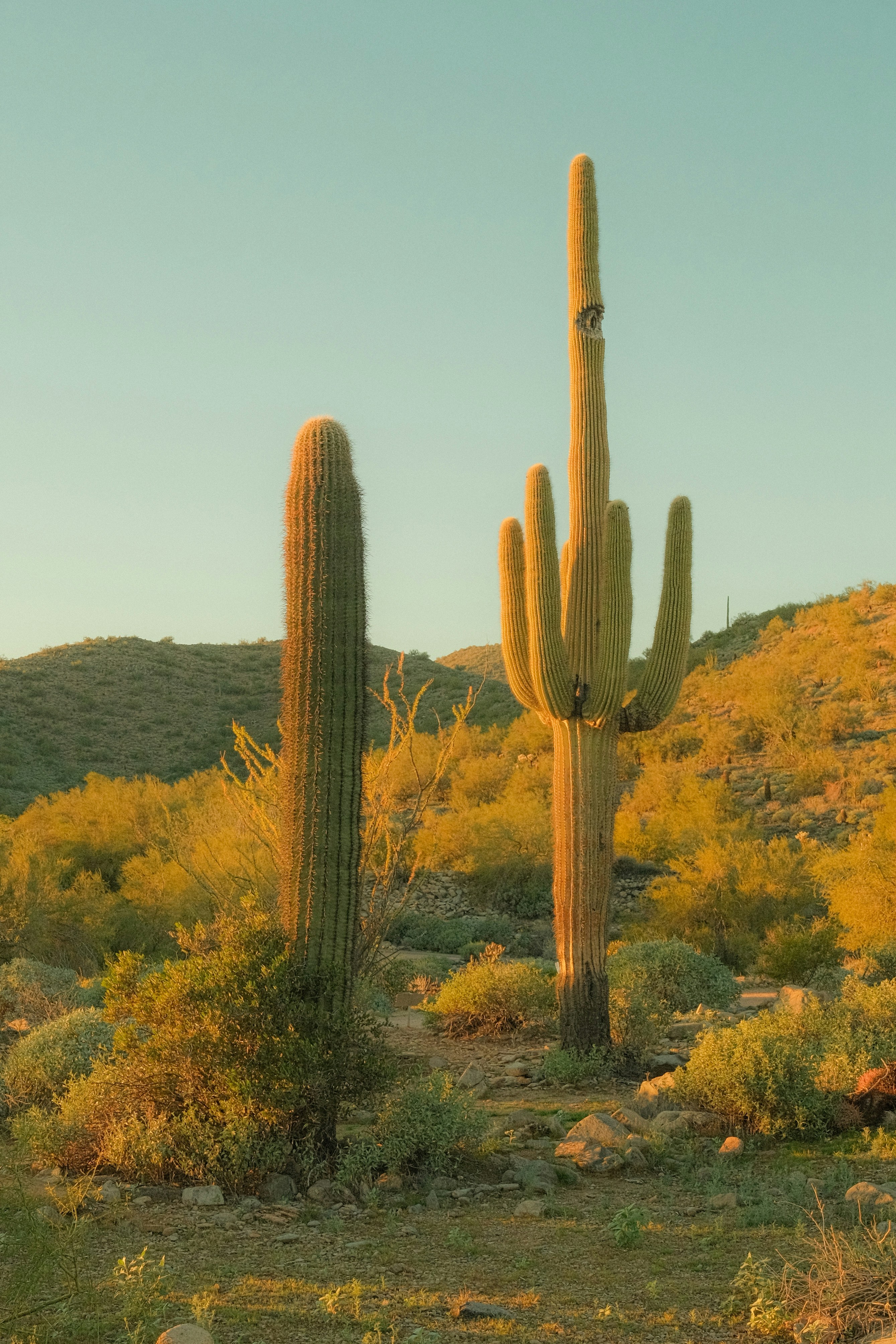 Two saguaro cacti in a desert landscape at sunset.
