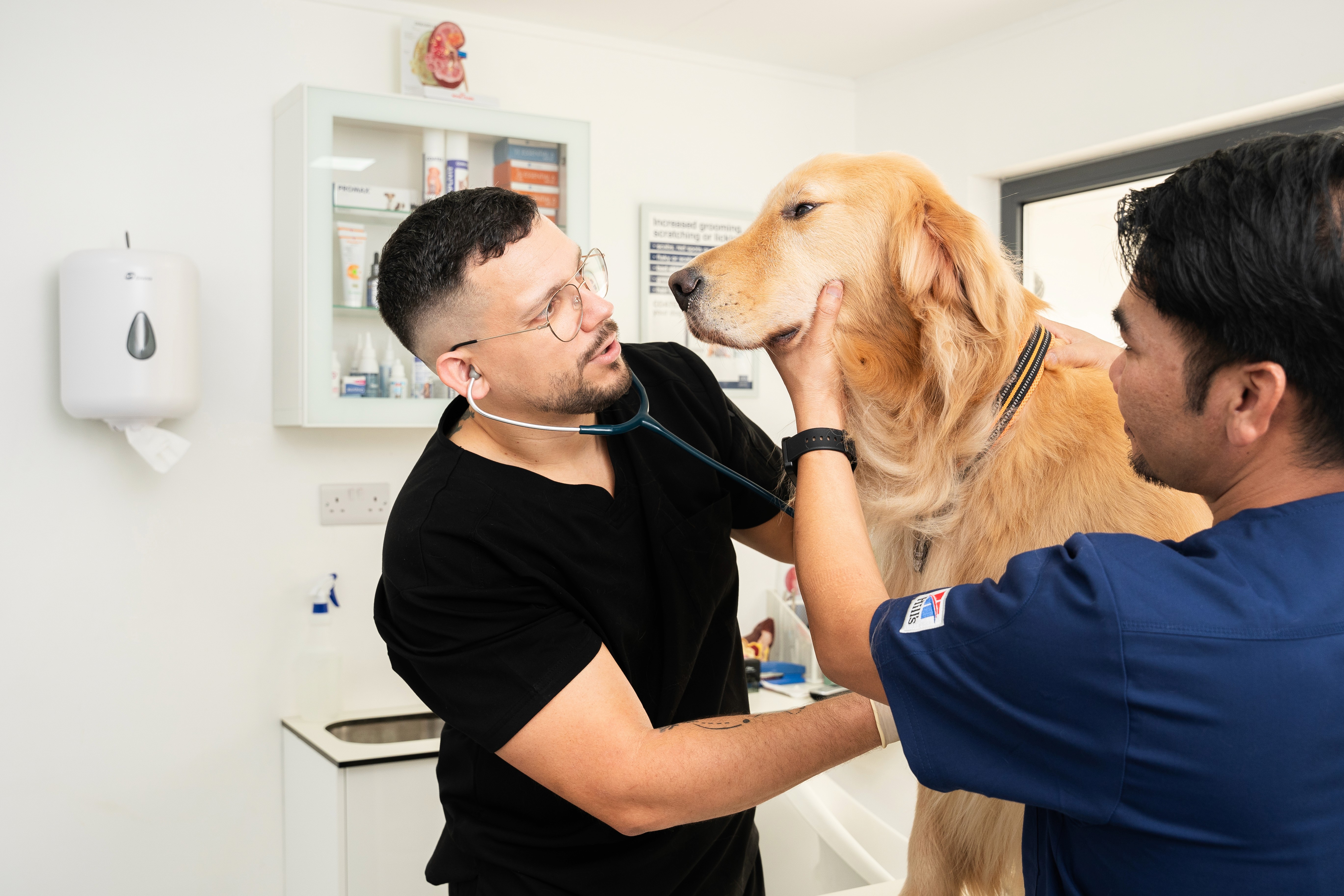 Dog Fungal Infection: Types, Symptoms, and Treatment